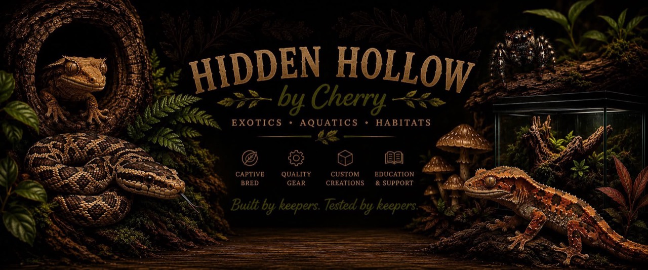 Hidden Hollow by Cherry woodland artwork featuring reptiles, a jumping spider, and a planted terrarium